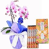 鳩居堂のお線香　いかるが　特選ミディ胡蝶蘭 2本立ち ピンク色　4号陶器鉢　お供えラッピング　セット フランス製リボン