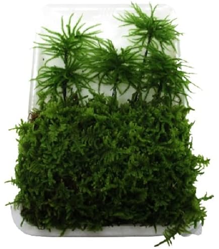 Amazon｜【charm】（山野草）苔盆栽 炭鉢植え コウヤノ