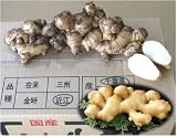 種生姜 千葉県産近江生姜 10kg