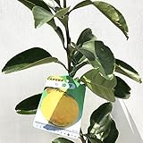 ゆず 苗木 鬼ユズ 13.5cmポット苗 柚子苗