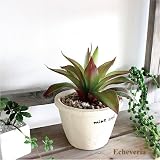 エケベリアポット H18　多肉植物 造花 インテリア 観葉植物 フェイクグリーン 消臭 抗菌 CT触媒