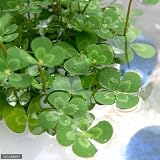 (ビオトープ/水辺植物)メダカの鉢にも入れられる水辺植物! ウォタークローバー ムチカ(3ポット分) 本州・四国限定[生体]