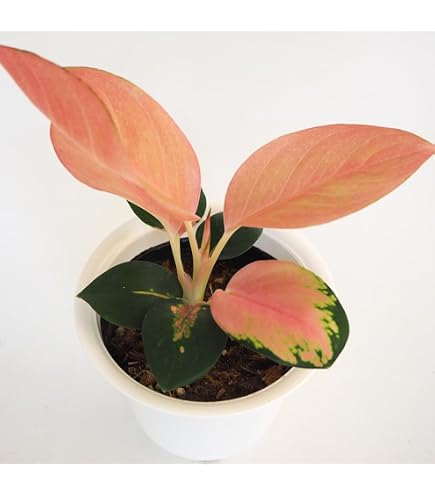 Amazon｜アグラオネマ ニティドゥム カーティシー 観葉植物 LEON