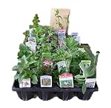 H&Aハーブショップ ローズマリープロストラータス カスケード用 ハーブ苗12ポット