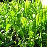 茶の木 苗 【やぶきた茶】 5号ポット苗