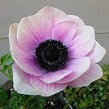 アネモネ：ポルト パール3.5号ポット3株セット[冬の花壇のヒーロー！寒さにも強い大輪のアネモネ] ノーブランド品