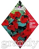 ロイヤルフルール ナスターチュウム Empress of India