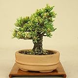 いよじ園 五葉松 -明星- 小品盆栽 （盆栽 松） 【母の日ギフト】