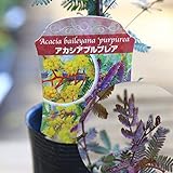 黄色いお花とやわらかい葉の人気者！庭木・植木：アカシア　品種色々！（ミモザ、プルプレア、デアネイ、パール） (プルプレア)