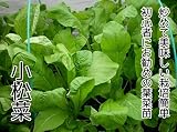 【生産農場直送】 コマツナ苗 【小松菜】コマツナ 葉菜苗 4株入りパック プロ農家も使う葉菜苗 野菜苗 ガーデニング 家庭菜園