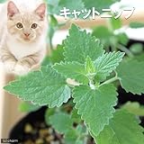 charm(チャーム) (観葉植物) ハーブ苗 猫草 キャットニップ コモン 3号(1ポット)