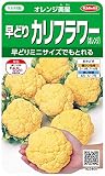 サカタのタネ 実咲野菜2404 オレンジ美星 早どりカリフラワー（オレンジ） 10袋セット