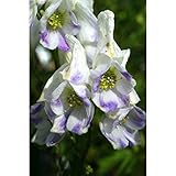 トリカブト（アコニタム）：二色咲トリカブト3号ロングポット ノーブランド品