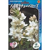 春植え球根 チューベローズ (白花) (530508)