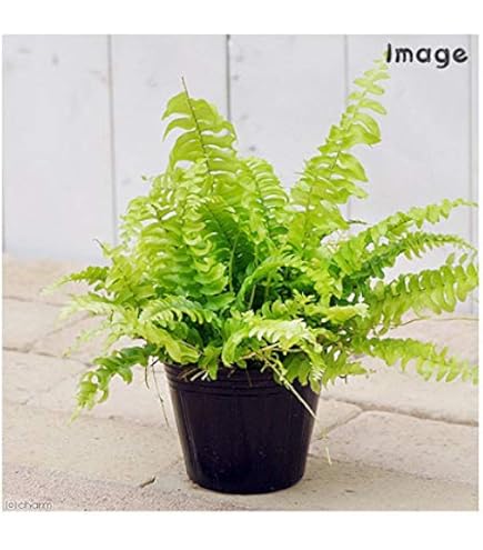 Amazon｜PLANCHU 観葉植物 ネフロレピス グリーンファンタジー 7号吊り