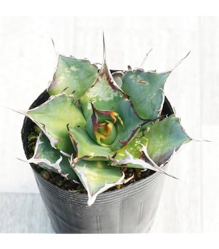 Amazon.co.jp: 鬼爪 子株 発根済み アガベ オテロイ オニツメ agave