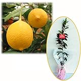 苗木ギフト：レモン：リスボンレモン「お誕生日おめでとうございます」カード付[記念樹] ノーブランド品