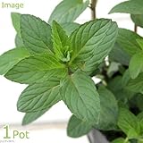 (観葉)ハーブ苗 ミント キャンディミント 3号(1ポット) 家庭菜園 [生体]