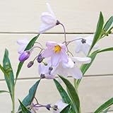 花苗：リュウキュウヤナギ（琉球柳）【2個セット】*