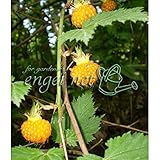 日本の木いちご（キイチゴ）：モミジイチゴ 3号ポット 2株セット ノーブランド品