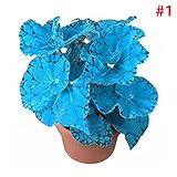 カラーベゴニア種子ベゴニアフラワーシードコウルス種子美しいレア50個/バッグ栽培しやすいプランター