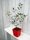 オリーブ　"ルッカ”赤い鉢入り