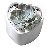 Outflower　植木鉢　陶器　鉢底穴あり　観葉植物　多肉植物　家庭装飾品　園芸用品　サボテン鉢　盆栽鉢　おしゃれ 人気　可愛い　彩色磁器　ハート形　傾斜口　単品