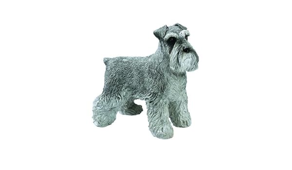 uncut schnauzer
