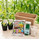 【家庭菜園スターターキット】ゴーヤ 苗2株＋プランター＋土＋鉢底石＋ネット付きセット