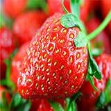 Vegetable seeds bonsai strawberry seeds edible strawberry four seasons large type big sweet taste ba