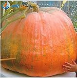 20種子ビッグパンプキンシード巨大カボチャ野菜工場無料配送