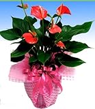 赤系アンスリューム鉢植え