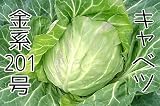 【生産農場直送】 キャベツ苗 【金系201号】キャベツ 葉菜苗 4株入りパック プロ農家も使う葉菜苗 野菜苗 ガーデニング 家庭菜園