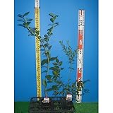 ブルーベリー 苗木 サンライズ 苗 2年生 挿し木苗 【 ノーザンハイブッシュ系 】