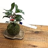 苔玉 ヤブコウジの苔玉