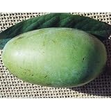 ポポー苗木 サンフラワー(接木2年生)