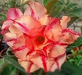 40 Fresh seedsアデニウム アラビカム オベスム 砂漠のバラ種子(40粒)塊根植物種子Adenium obesum Desert Roses seeds no376-Triple-Oran