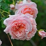 バラ苗 プシュケ 国産大苗オリジナル角鉢6号 四季咲き中輪 アプリコット系　ロサ オリエンティス