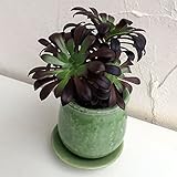 多肉植物：アエオニウム黒法師グリーン陶器鉢植え