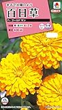 タキイ種苗 百日草 F1ゴールドサン