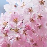 桜 苗木 思川桜（思い川桜） 12cmポット苗 おもいがわざくら さくら 苗 サクラ