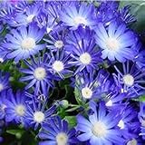 50 Blue Daisy,Blue Cineraria easiest growing flower,hardy plants flower seeds exotic ornamental flow