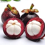 10個パープルタイマンゴスチン種子盆栽天然抗癌女王女王熱帯果実種子野菜花瓶