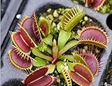 10PCS鉢植え食虫植物種子ハエジゴクMuscipulaジャイアントクリップハエトリグサ種子