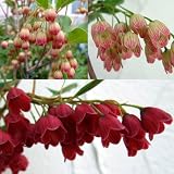 ドウダンツツジ：3種セット／岩しだれ・ 口紅錦（口紅更紗）・紅更紗ドウダン4.5～5号ポット
