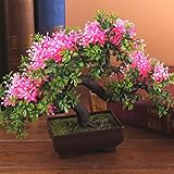 人工松盆栽 ポトス鉢植え、緑の鉢植えの植物、鉢植えの植物 環境に優しい耐久性フェイク人工植物盆栽鉢植えミニシミュレーション(ランダムカラー)