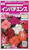 サカタのタネ 実咲花5082 インパチェンススーパーエルフィン ミックス 00905082