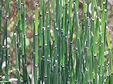 【下草】トクサ 15cmポット 10本セット