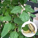 長尺つるもの：アケビ三葉 5号ポット長さ1.5m[みつばあけび・落葉性 壁面緑化に] ノーブランド品
