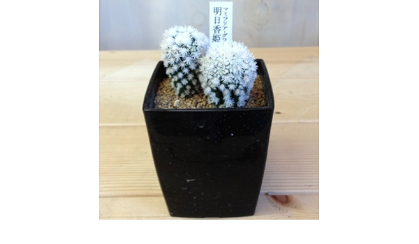 Amazon 多肉植物 明日香姫 マミラリア グラシリス 白or黒 と花サボテンのセット 黒色 観葉植物 オンライン通販
